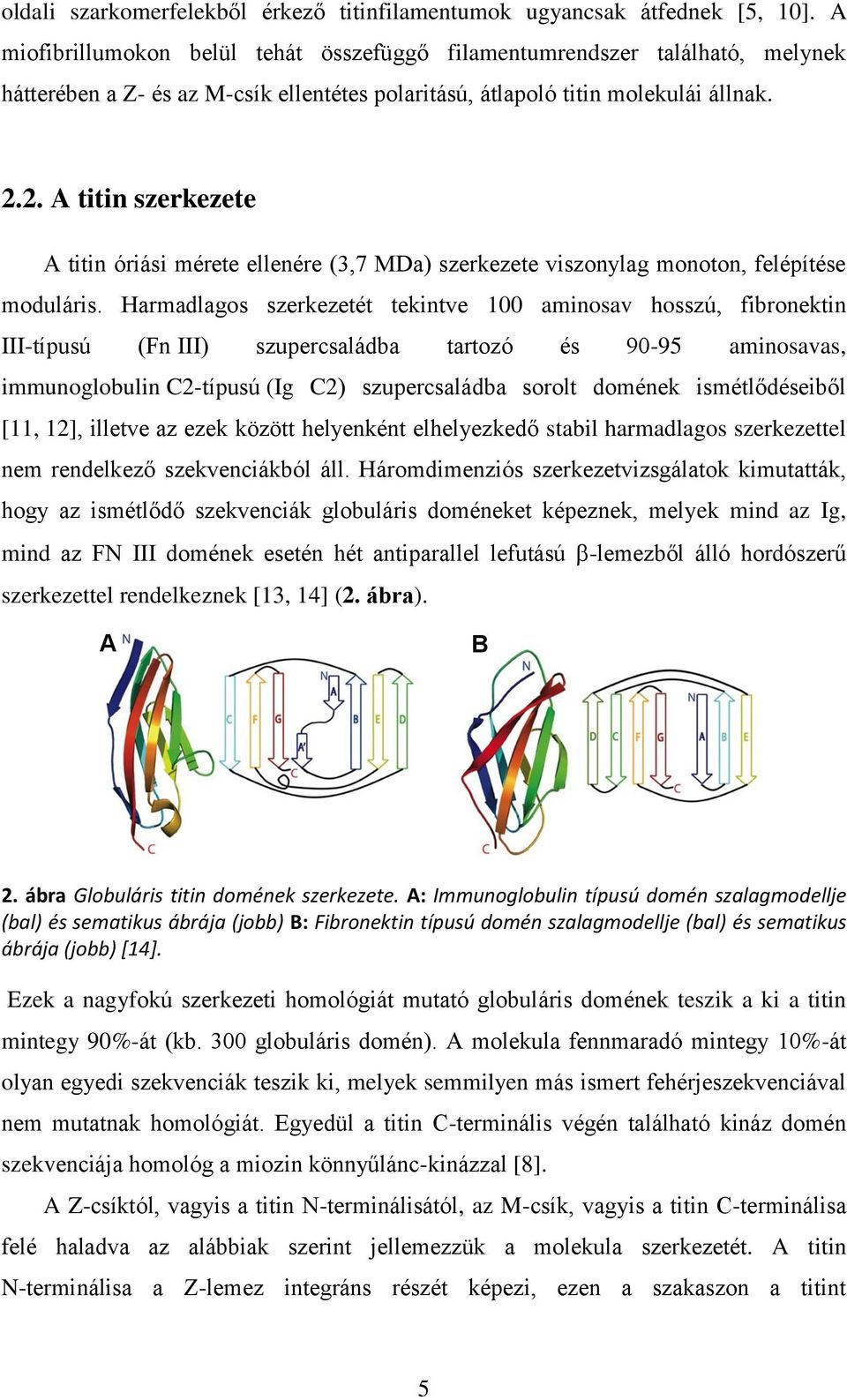 2. A titin szerkezete A titin óriási mérete ellenére (3,7 MDa) szerkezete viszonylag monoton, felépítése moduláris.