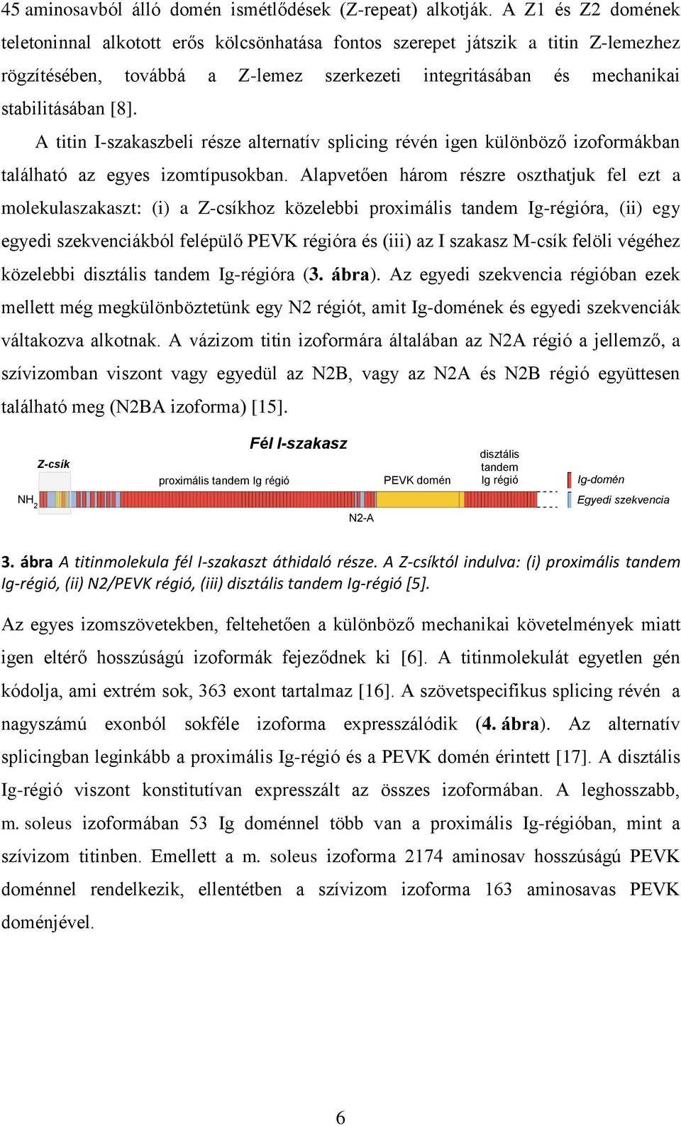 A titin I-szakaszbeli része alternatív splicing révén igen különböző izoformákban található az egyes izomtípusokban.