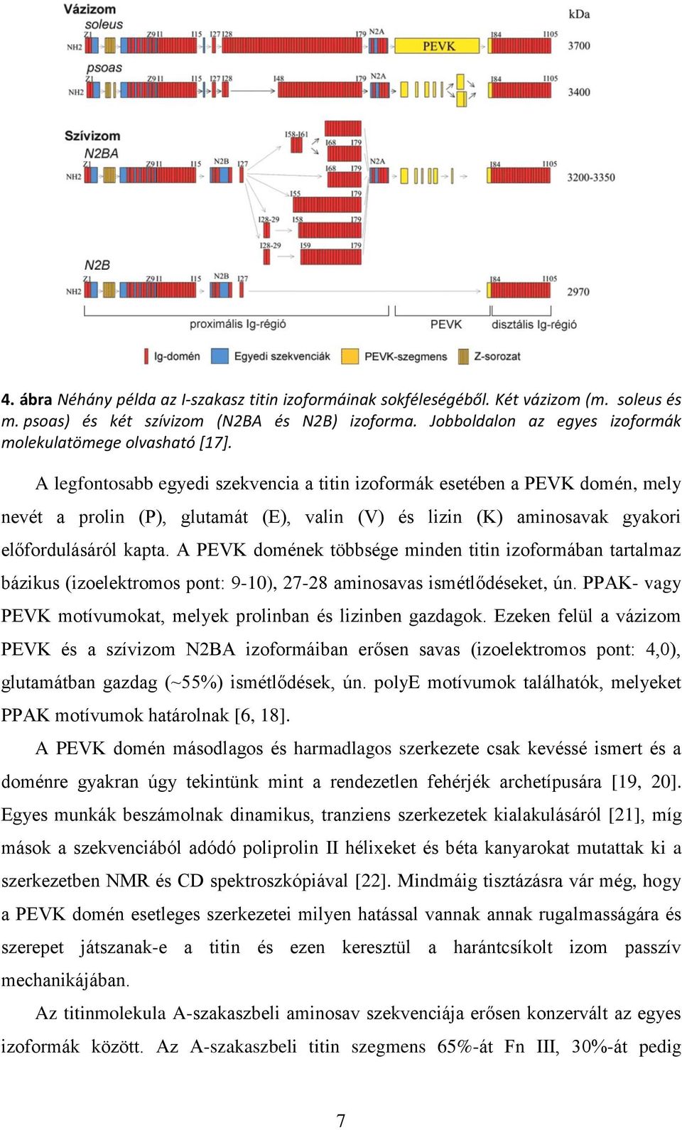 A legfontosabb egyedi szekvencia a titin izoformák esetében a PEVK domén, mely nevét a prolin (P), glutamát (E), valin (V) és lizin (K) aminosavak gyakori előfordulásáról kapta.