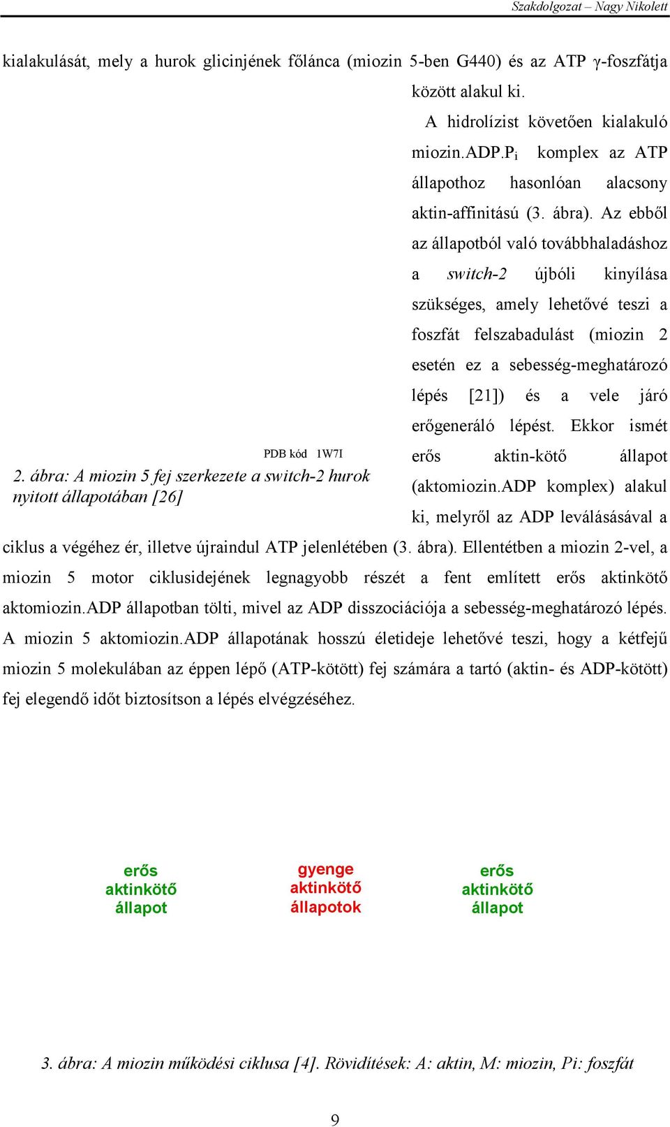 Az ebből az állapotból való továbbhaladáshoz a switch-2 újbóli kinyílása szükséges, amely lehetővé teszi a foszfát felszabadulást (miozin 2 esetén ez a sebesség-meghatározó lépés [21]) és a vele járó