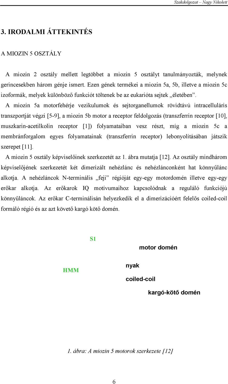 A miozin 5a motorfehérje vezikulumok és sejtorganellumok rövidtávú intracelluláris transzportját végzi [5-9], a miozin 5b motor a receptor feldolgozás (transzferrin receptor [10],