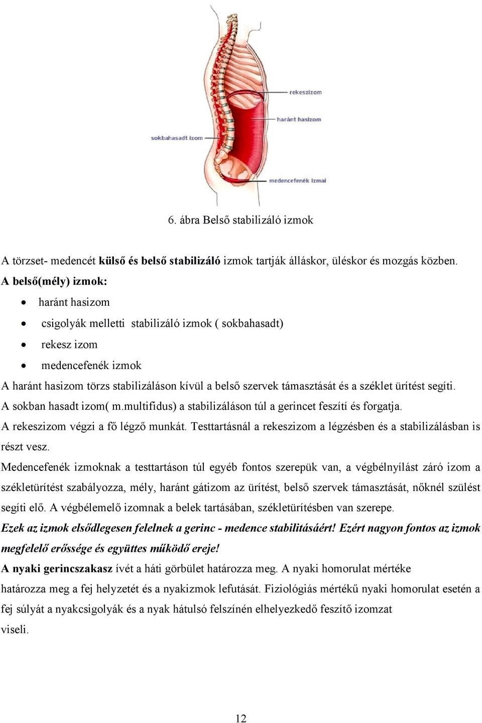 széklet ürítést segíti. A sokban hasadt izom( m.multifidus) a stabilizáláson túl a gerincet feszítí és forgatja. A rekeszizom végzi a fő légző munkát.