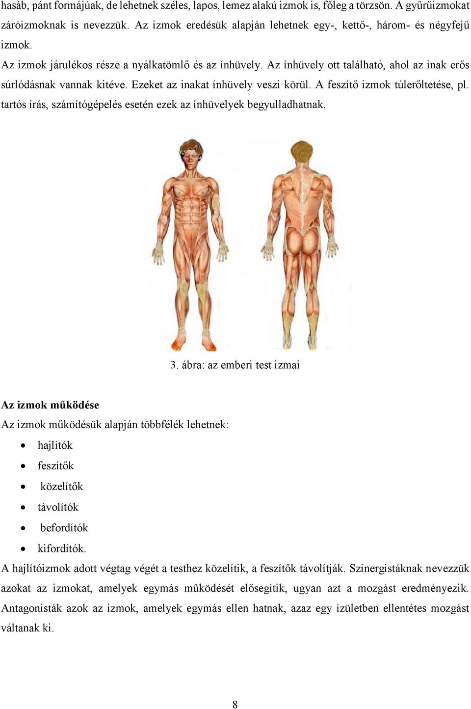 Az ínhüvely ott található, ahol az inak erős súrlódásnak vannak kitéve. Ezeket az inakat ínhüvely veszi körül. A feszítő izmok túlerőltetése, pl.