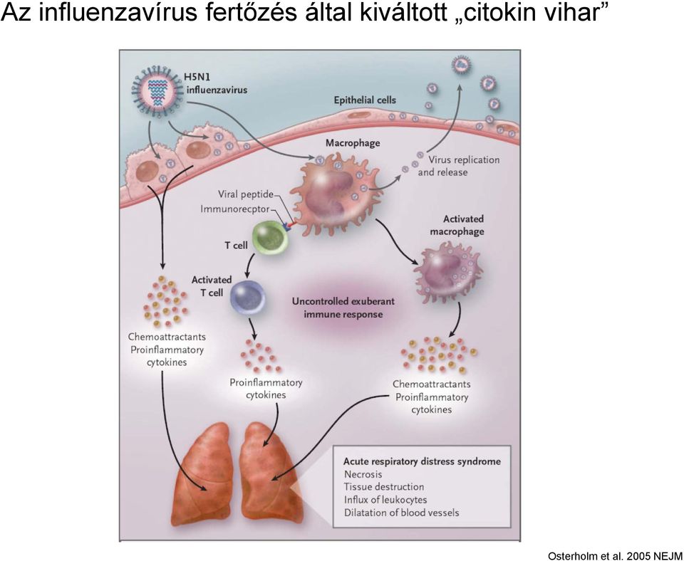 kiváltott citokin