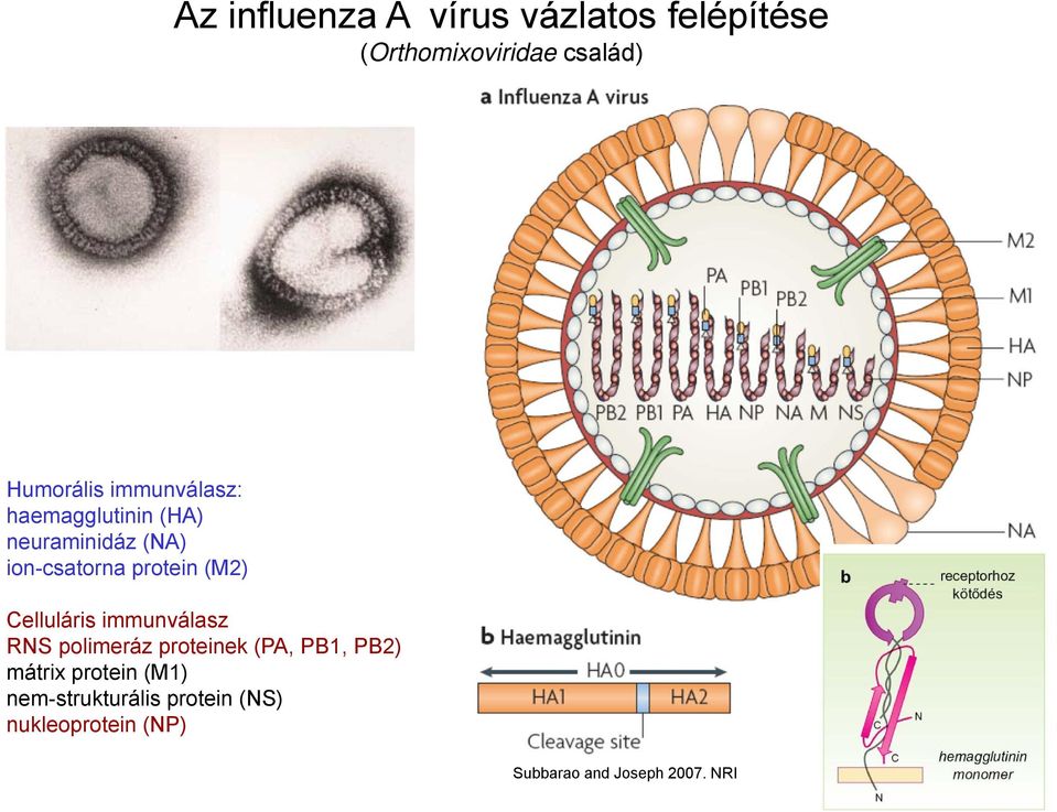 Celluláris immunválasz RNS polimeráz proteinek (PA, PB1, PB2) mátrix protein