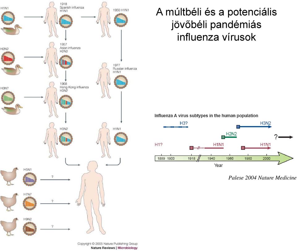 pandémiás influenza