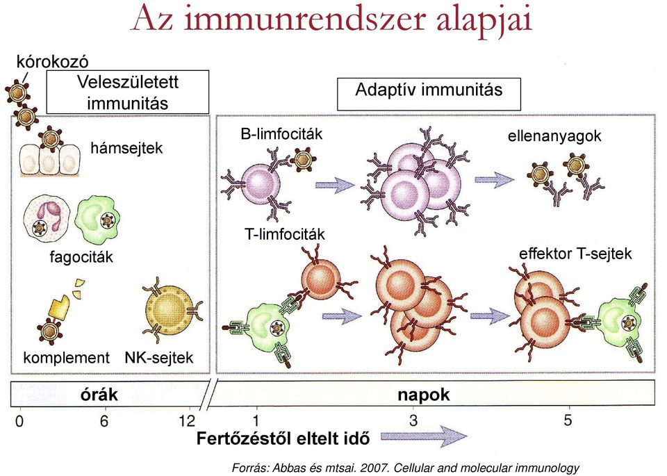 effektor T-sejtek komplement NK-sejtek órák napok Fertőzéstől