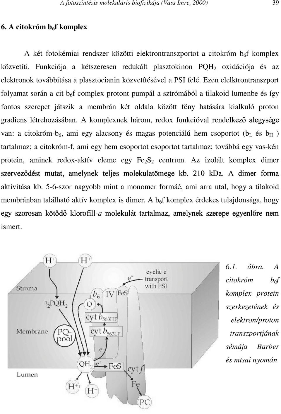 Ezen elelktrontranszport folyamat során a cit b 6 f complex protont pumpál a sztrómából a tilakoid lumenbe és így fontos szerepet játszik a membrán két oldala között fény hatására kialkuló proton