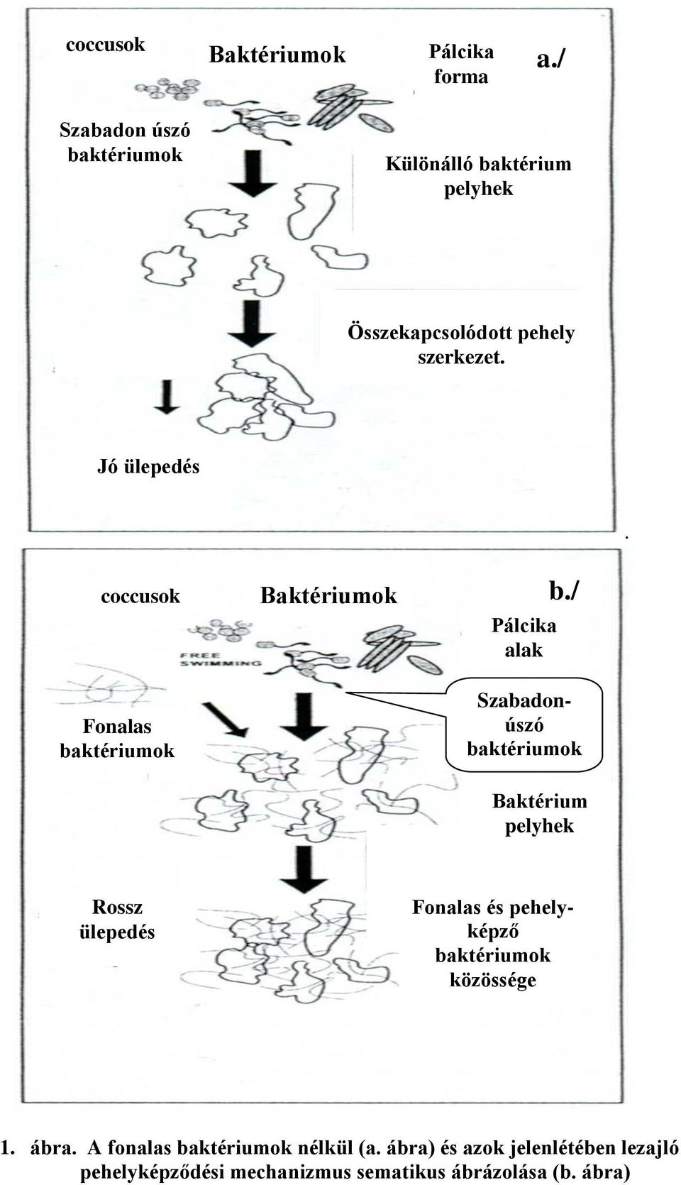 coccusok Fonalas baktériumok Baktériumok Pálcika alak b.