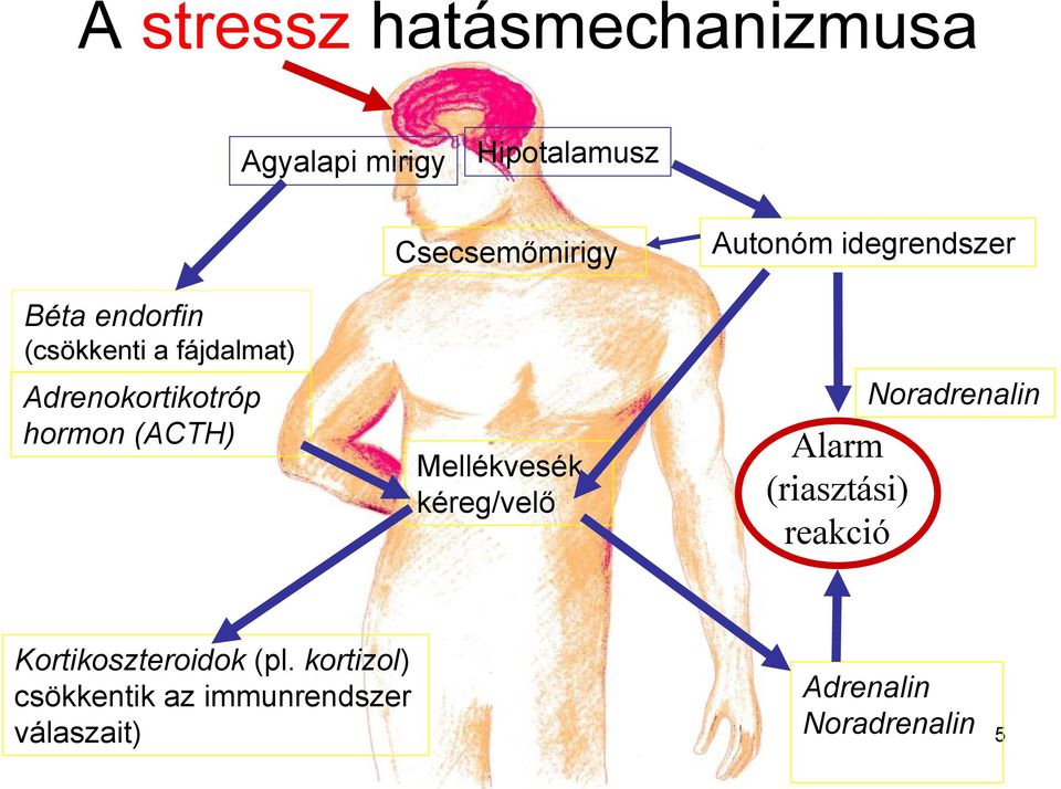 Mellékvesék kéreg/velő Autonóm idegrendszer Alarm (riasztási) reakció