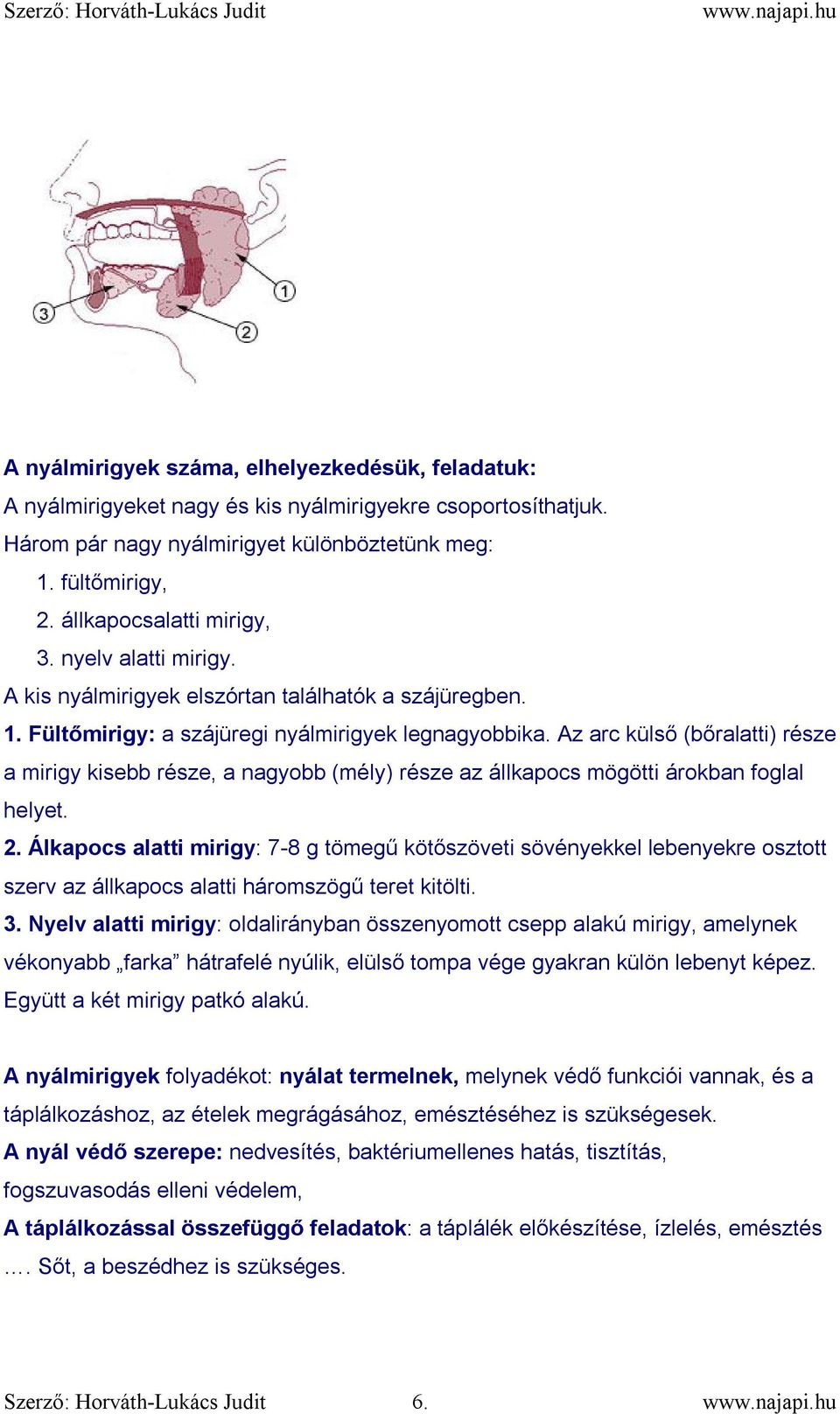 Az arc külső (bőralatti) része a mirigy kisebb része, a nagyobb (mély) része az állkapocs mögötti árokban foglal helyet. 2.