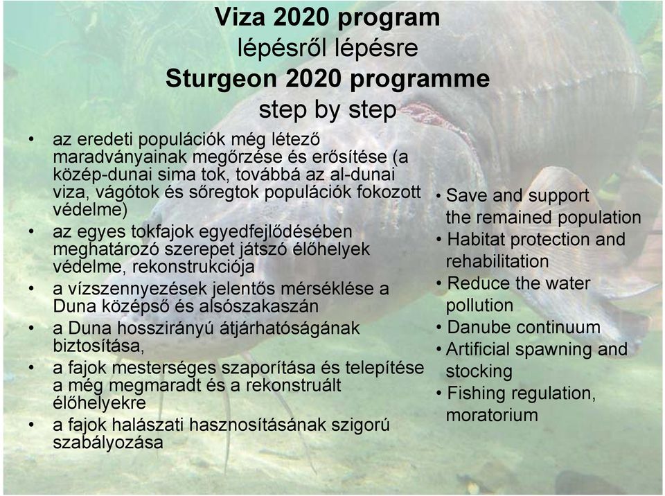 középső és alsószakaszán a Duna hosszirányú átjárhatóságának biztosítása, a fajok mesterséges szaporítása és telepítése a még megmaradt és a rekonstruált élőhelyekre a fajok halászati