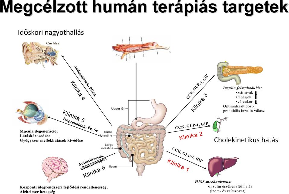 Látáskárosodás: s: Gyógyszer mellékhat khatások kivédése CCK, GLP-1, 1, GIP Klinika 2 Cholekinetikus hatás Cholekinetikus hatás Antioxidánsok nsok, miopentapeptid