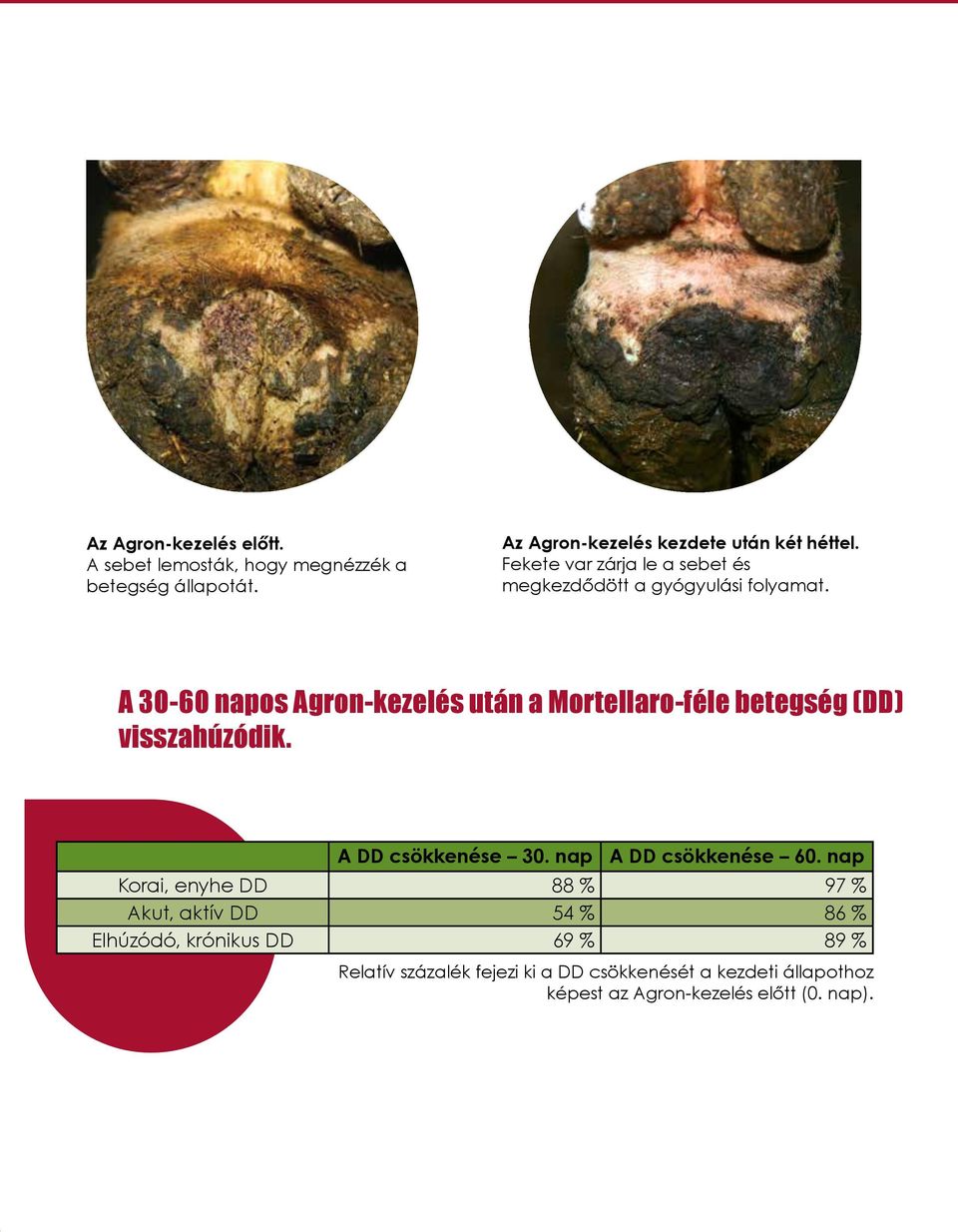 A 30-60 napos Agron-kezelés után a Mortellaro-féle betegség (DD) visszahúzódik. A DD csökkenése 30. nap A DD csökkenése 60.