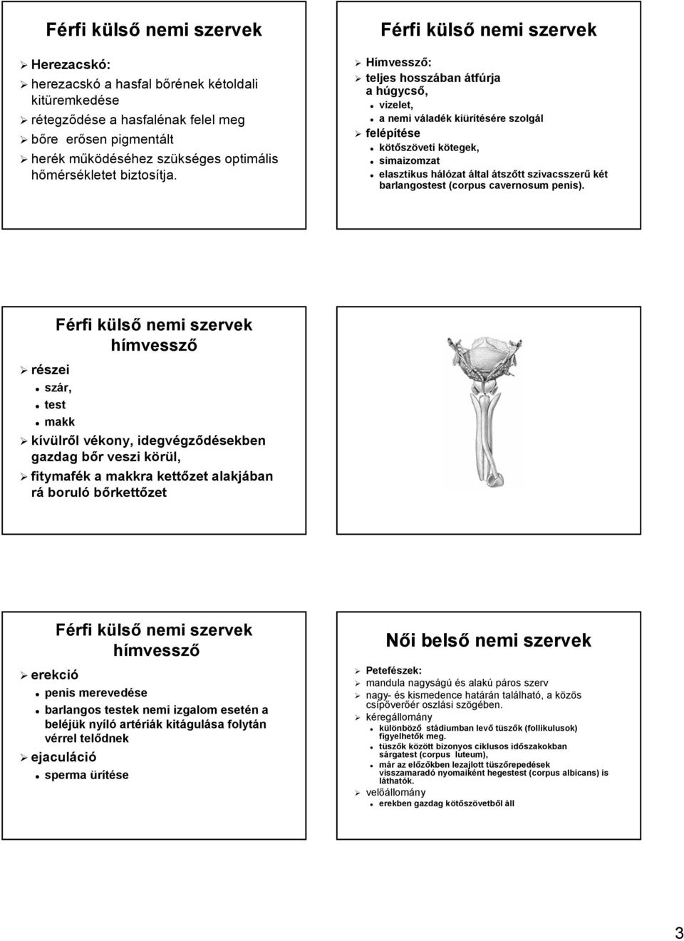 Férfi külsk lső nemi szervek Hímvessző: teljes hosszában átfúrja a húgycsh gycső, vizelet, a nemi váladv ladék k kiürítére re szolgál felépíte kötőszöveti kötegek, k simaizomzat elasztikus hálózat h