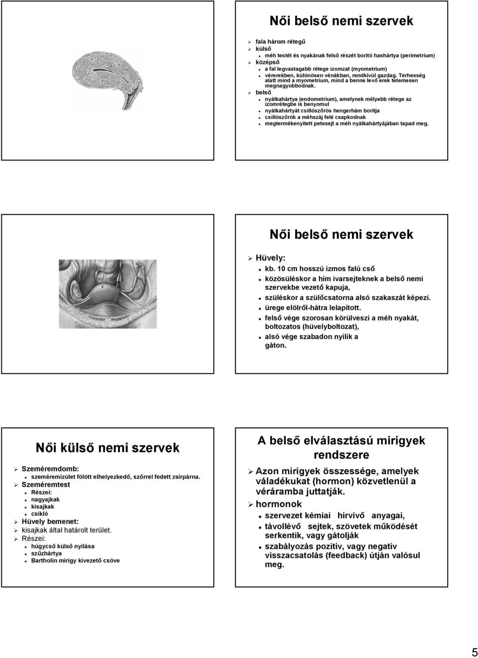 belső nyálkah lkahártya (endometrium( endometrium), amelynek mélyebb m rétege r az izomrétegbe is benyomul nyálkah lkahártyát t csillósz szőrös s hengerhám m borítja csillósz szőrök k a méhszm hszáj