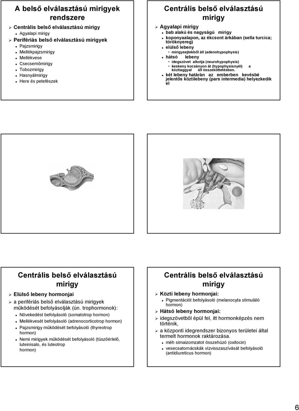 hátsó lebeny idegszövet alkotja (neurohypophysis( neurohypophysis) keskeny kocsányon át t (hypophysisny( hypophysisnyél) ) a köztiaggyal áll összeköttetben.