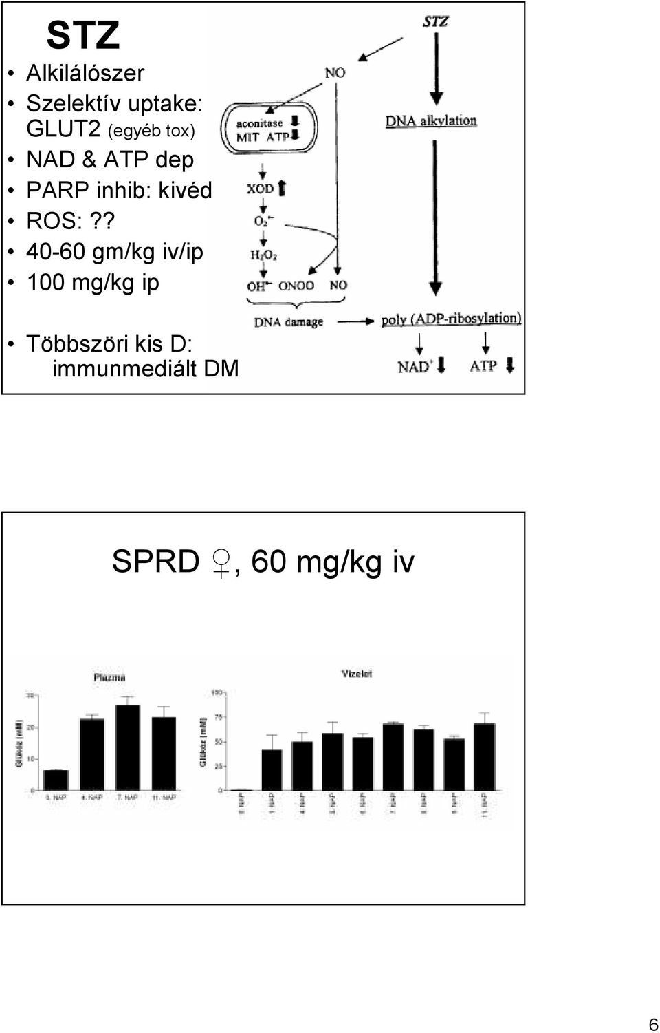 ROS:?? 40-60 gm/kg iv/ip 100 mg/kg ip