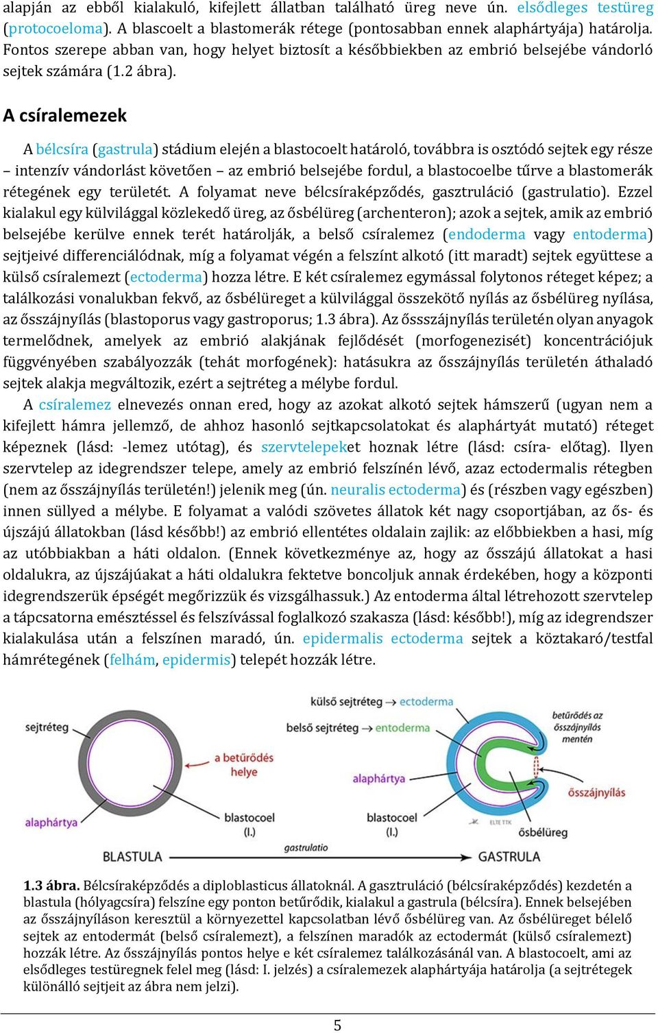 A csíralemezek A bélcsíra (gastrula) stádium elején a blastocoelt határoló, továbbra is osztódó sejtek egy része intenzív vándorlást követően az embrió belsejébe fordul, a blastocoelbe tűrve a