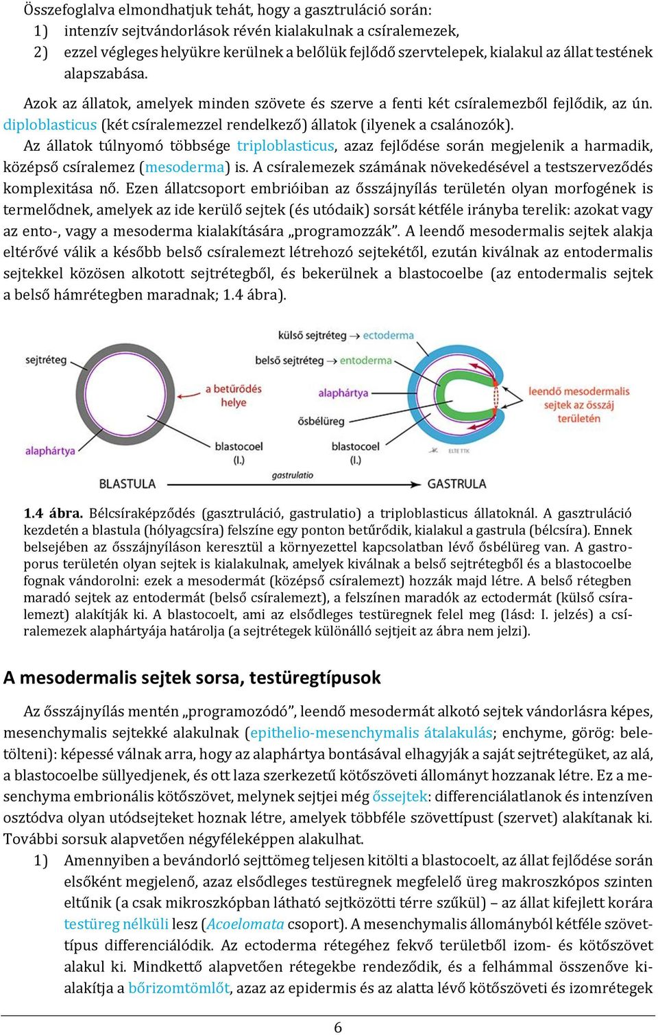 diploblasticus (két csíralemezzel rendelkező) állatok (ilyenek a csalánozók).