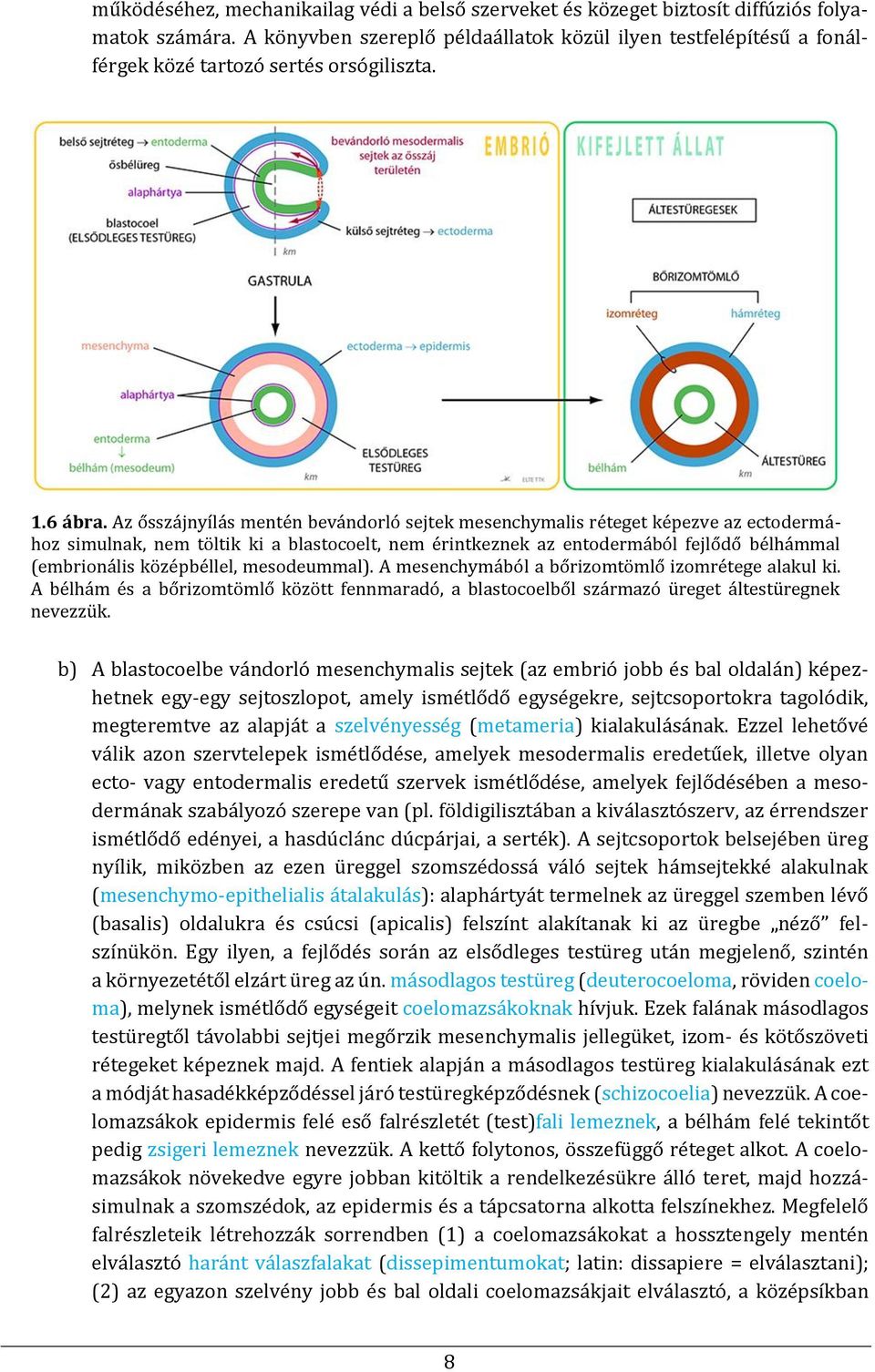 Az ősszájnyílás mentén bevándorló sejtek mesenchymalis réteget képezve az ectodermához simulnak, nem töltik ki a blastocoelt, nem érintkeznek az entodermából fejlődő bélhámmal (embrionális