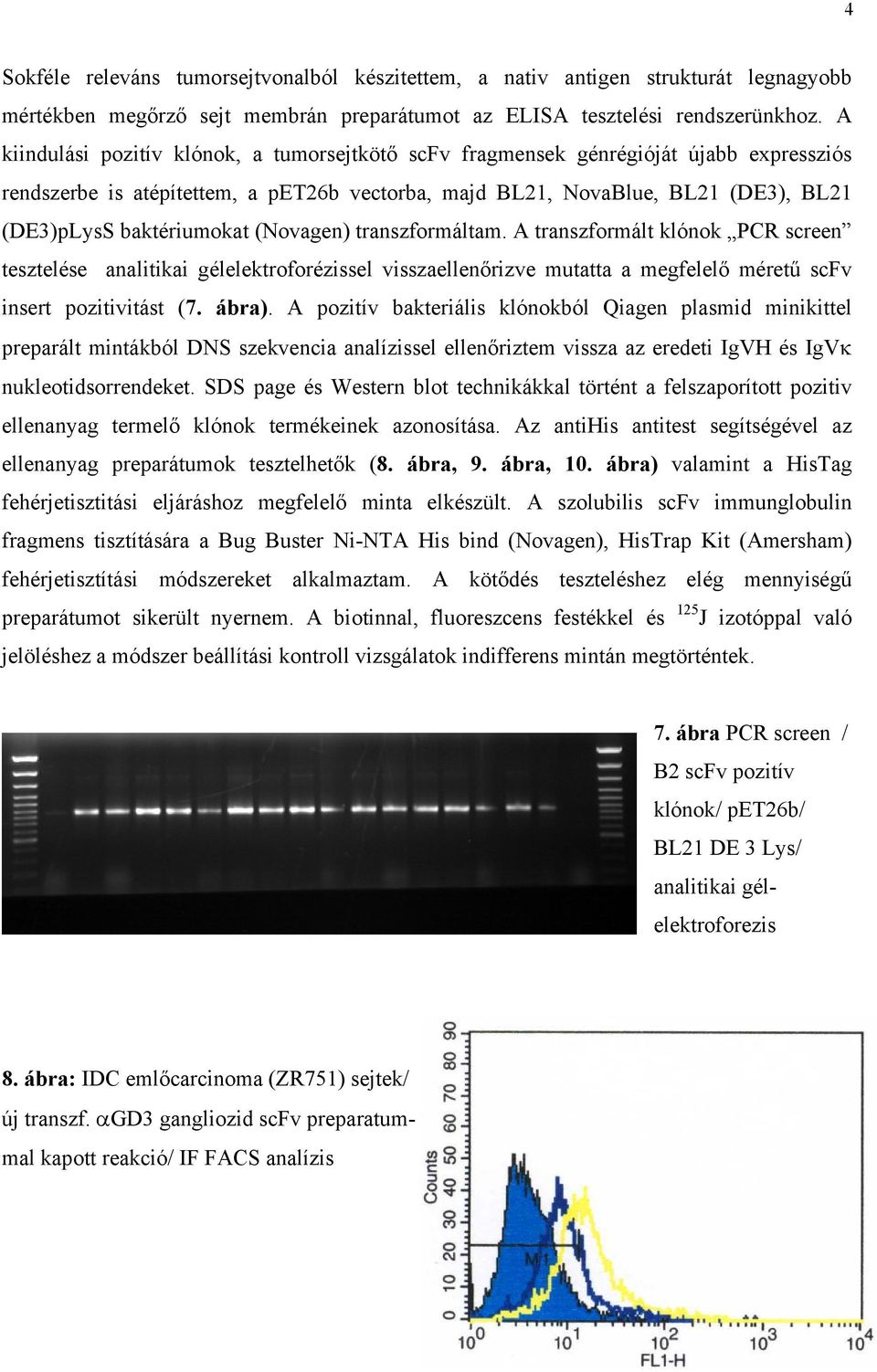 (Novagen) transzformáltam. A transzformált klónok PCR screen tesztelése analitikai gélelektroforézissel visszaellenőrizve mutatta a megfelelő méretű scfv insert pozitivitást (7. ábra).