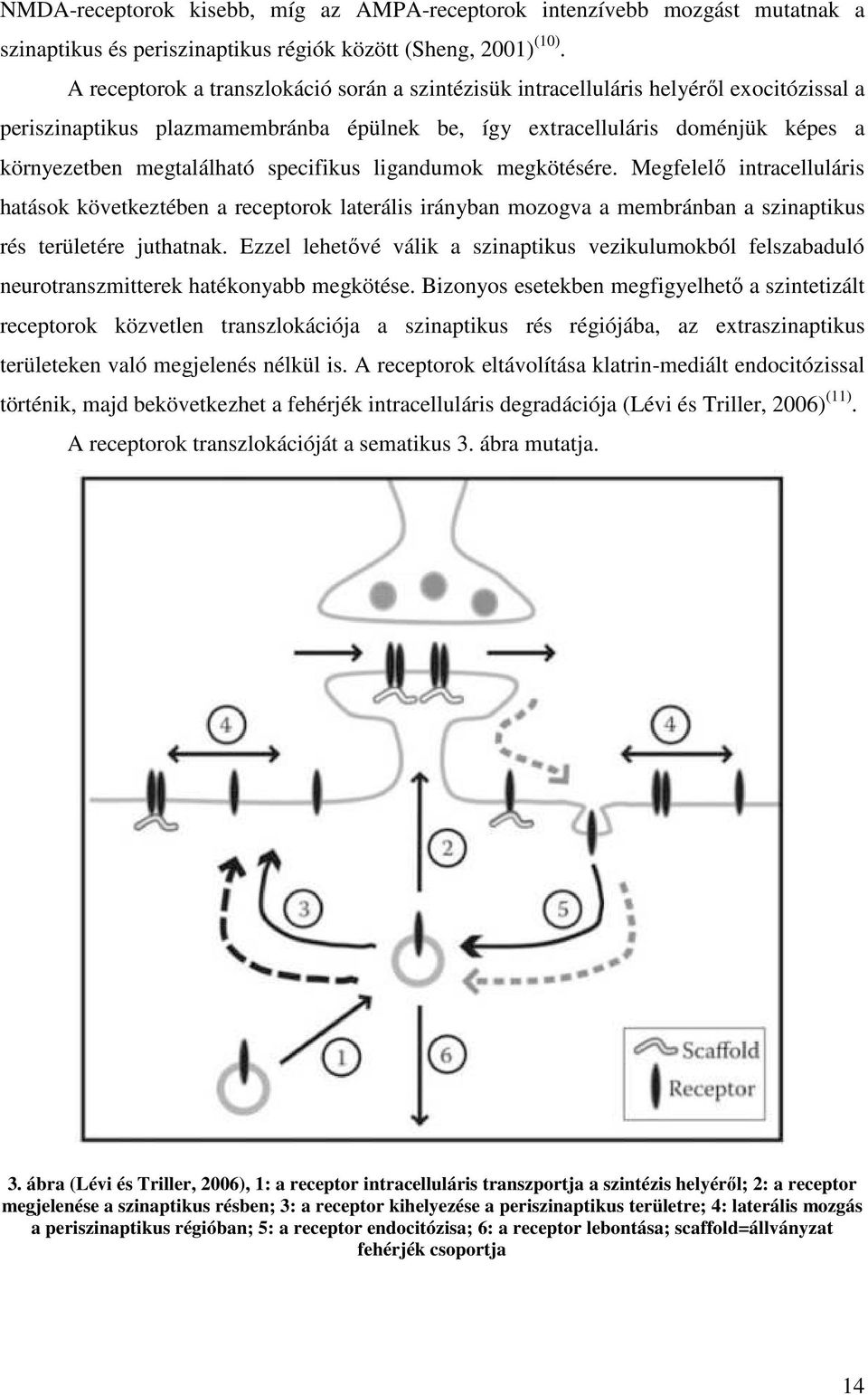 specifikus ligandumok megkötésére. Megfelelő intracelluláris hatások következtében a receptorok laterális irányban mozogva a membránban a szinaptikus rés területére juthatnak.