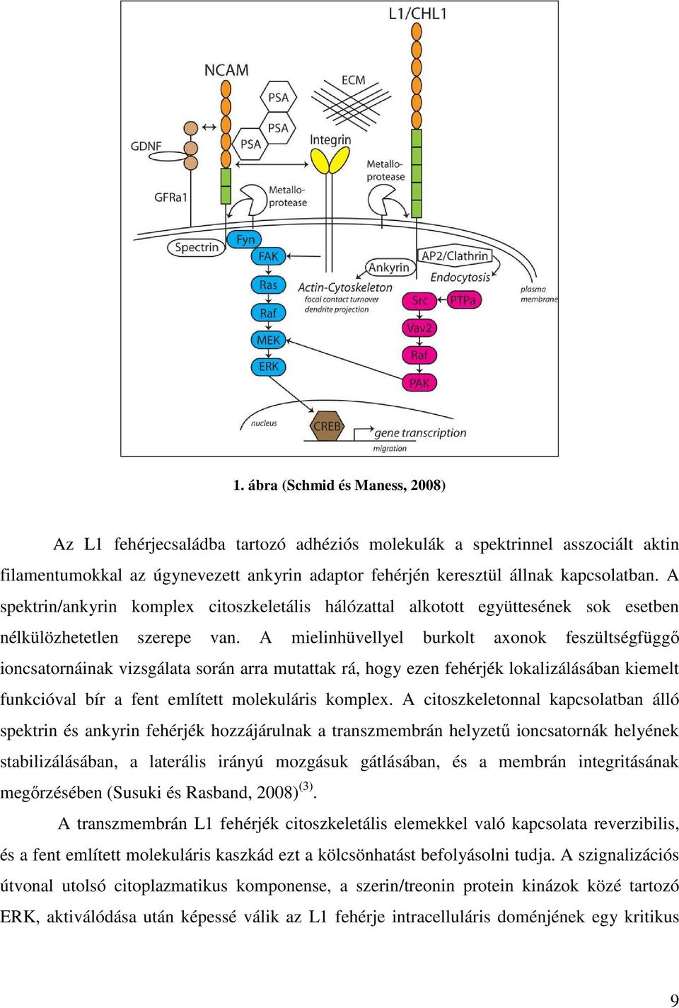 A mielinhüvellyel burkolt axonok feszültségfüggő ioncsatornáinak vizsgálata során arra mutattak rá, hogy ezen fehérjék lokalizálásában kiemelt funkcióval bír a fent említett molekuláris komplex.