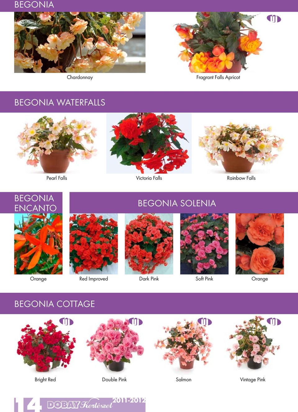 encanto Begonia solenia Orange Red Improved Dark Pink Soft