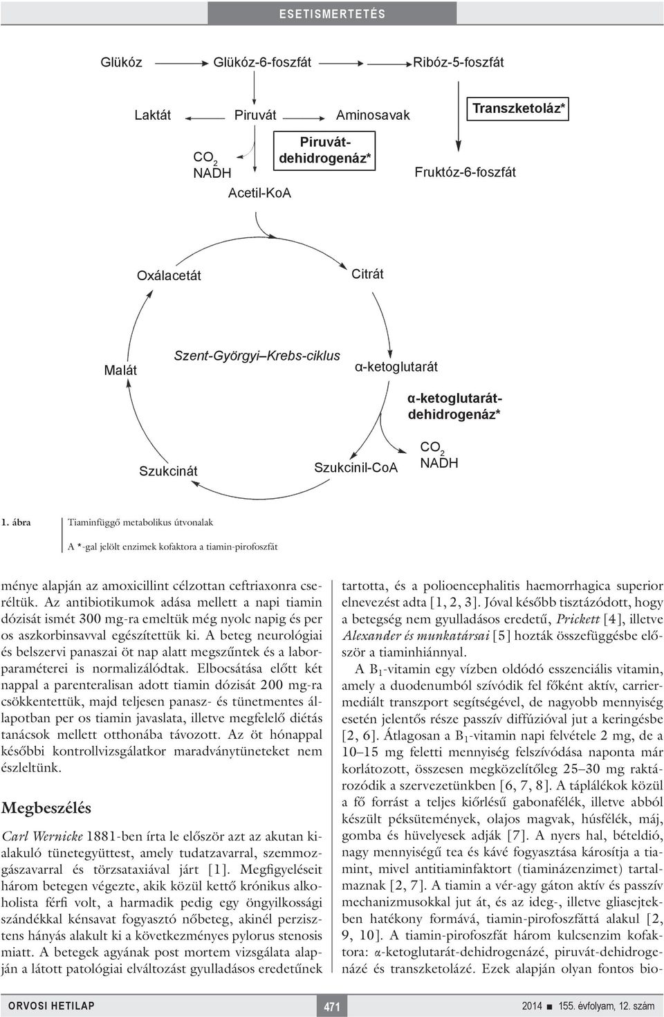 ábra Tiaminfüggő metabolikus útvonalak A *-gal jelölt enzimek kofaktora a tiamin-pirofoszfát ménye alapján az amoxicillint célzottan ceftriaxonra cseréltük.