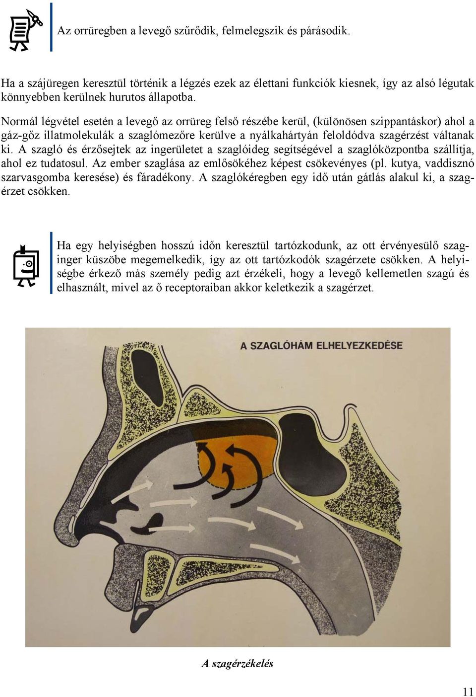 A szagló és érzősejtek az ingerületet a szaglóideg segítségével a szaglóközpontba szállítja, ahol ez tudatosul. Az ember szaglása az emlősökéhez képest csökevényes (pl.