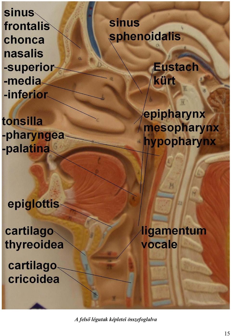 képletei