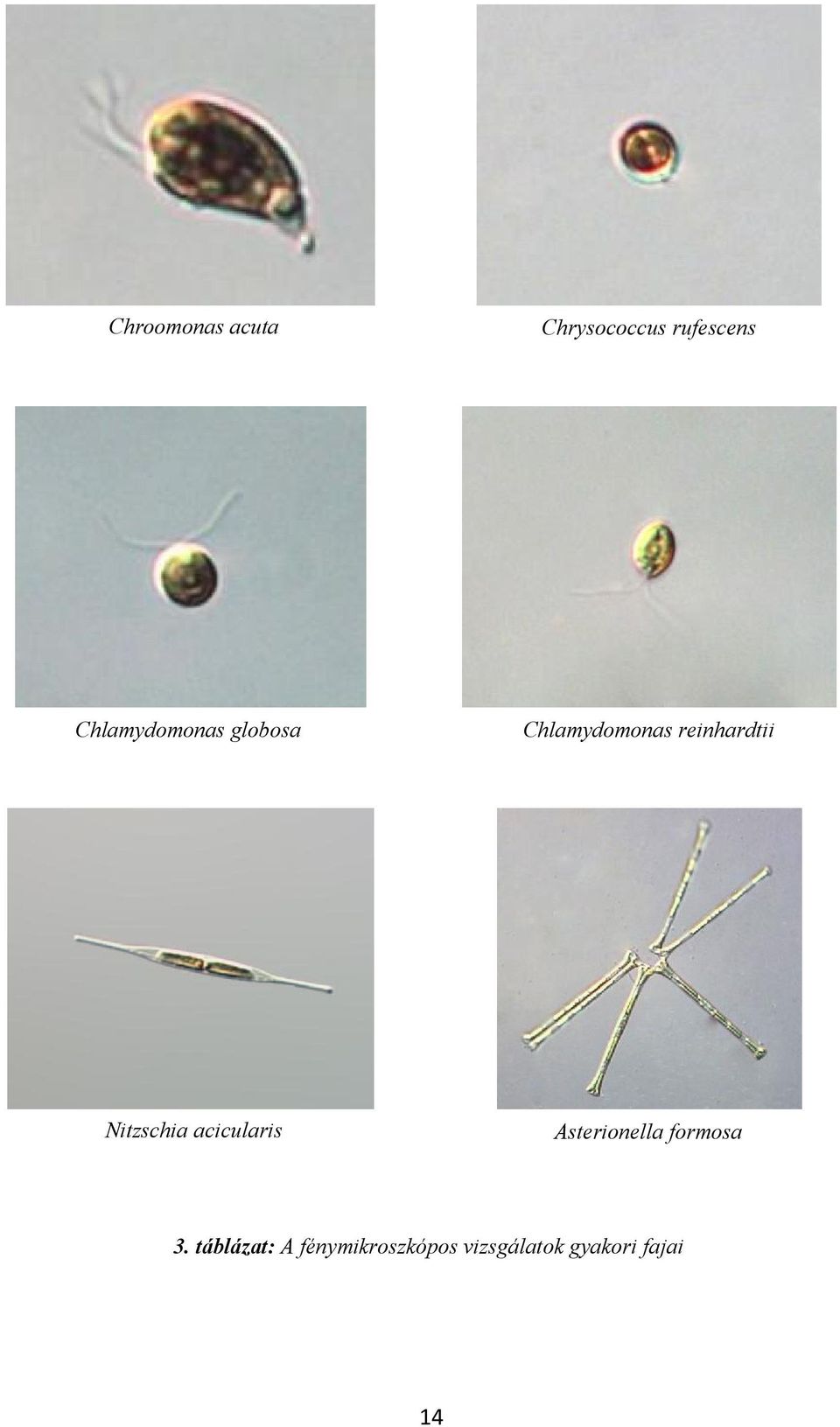 Nitzschia acicularis Asterionella formosa 3.