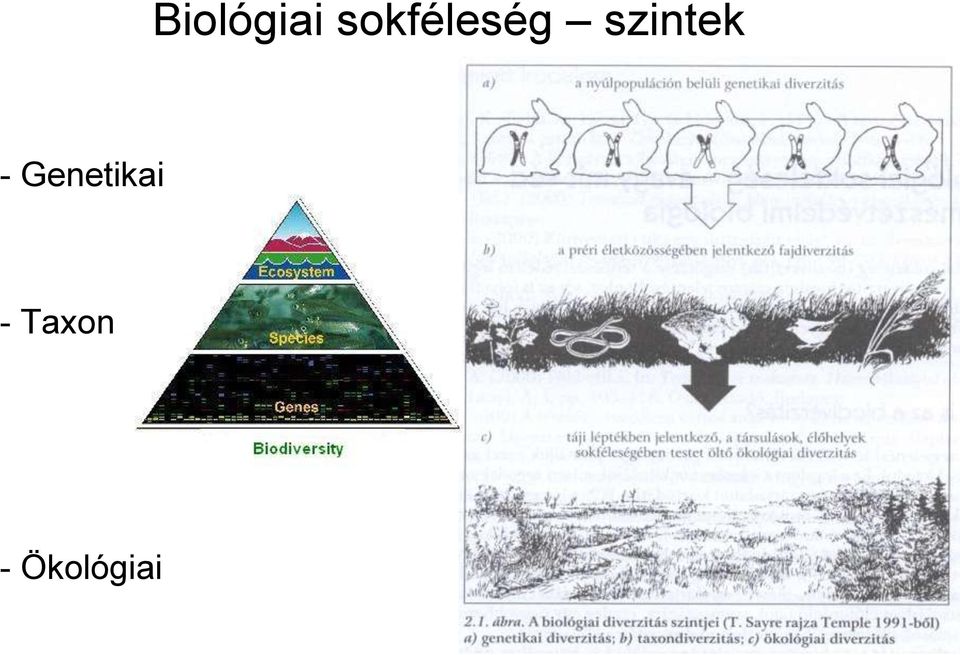 szintek -