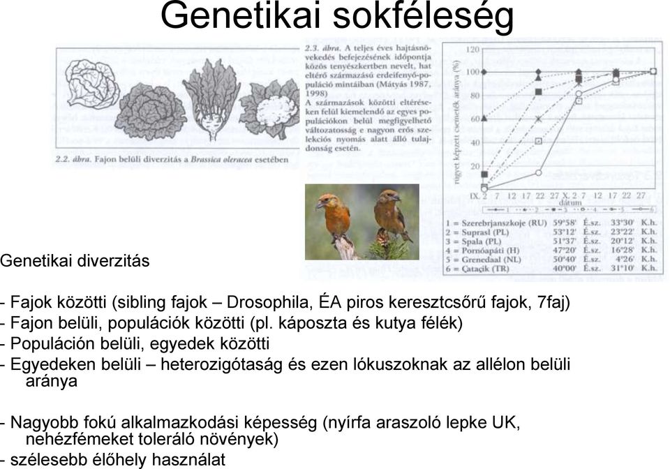 káposzta és kutya félék) - Populáción belüli, egyedek közötti - Egyedeken belüli heterozigótaság és ezen