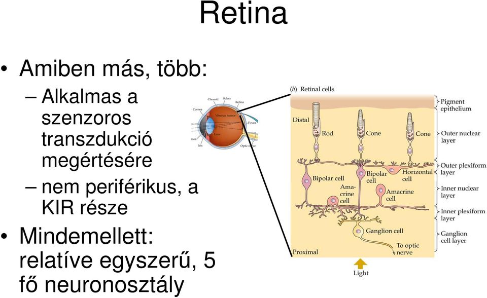 nem periférikus, a KIR része