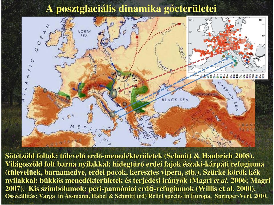 ). Szürke körök k k kék k nyilakkal: bükkös s menedékter kterületek és s terjedési irányok (Magri et al. 2006; Magri 2007).