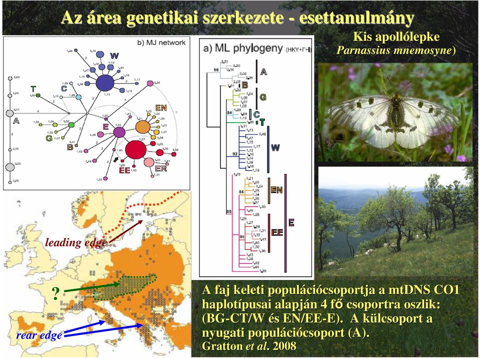 rear edge A faj keleti populáci ciócsoportja csoportja a mtdns CO1 haplotípusai