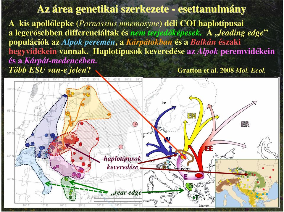 A leading edge populációk az Alpok peremén, a Kárpátokban és a Balkán északi hegyvidékein vannak.