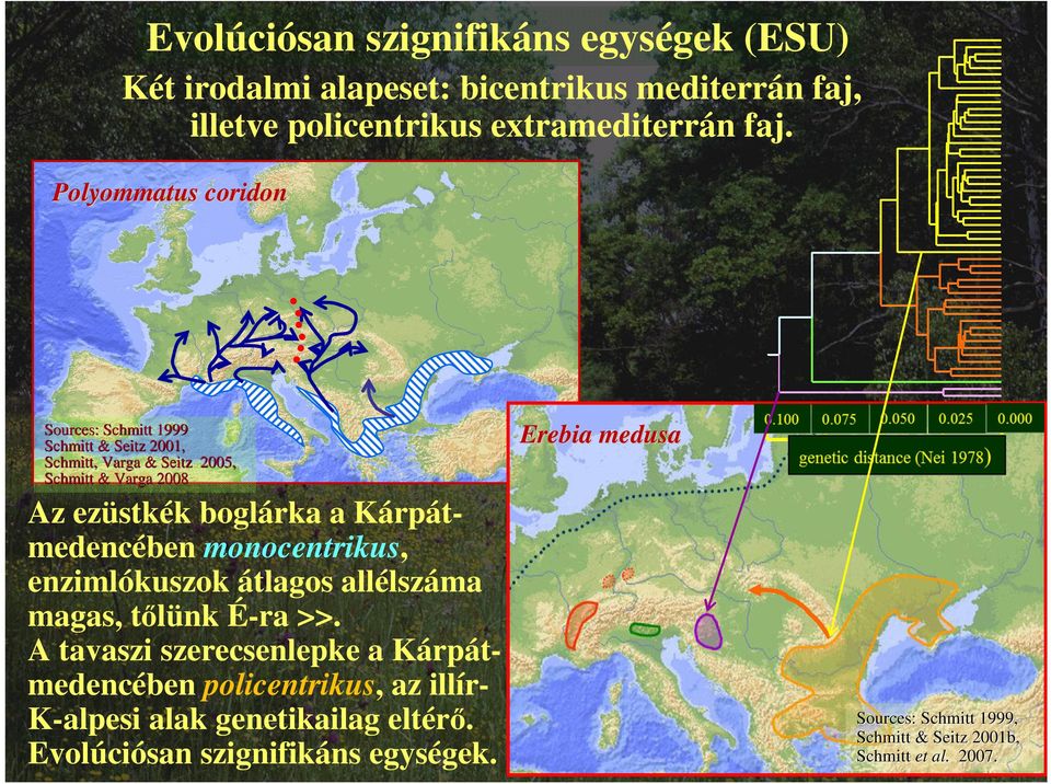 Kárpátmedencében monocentrikus, enzimlókuszok átlagos allélszáma magas, tőlünk É-ra >>.