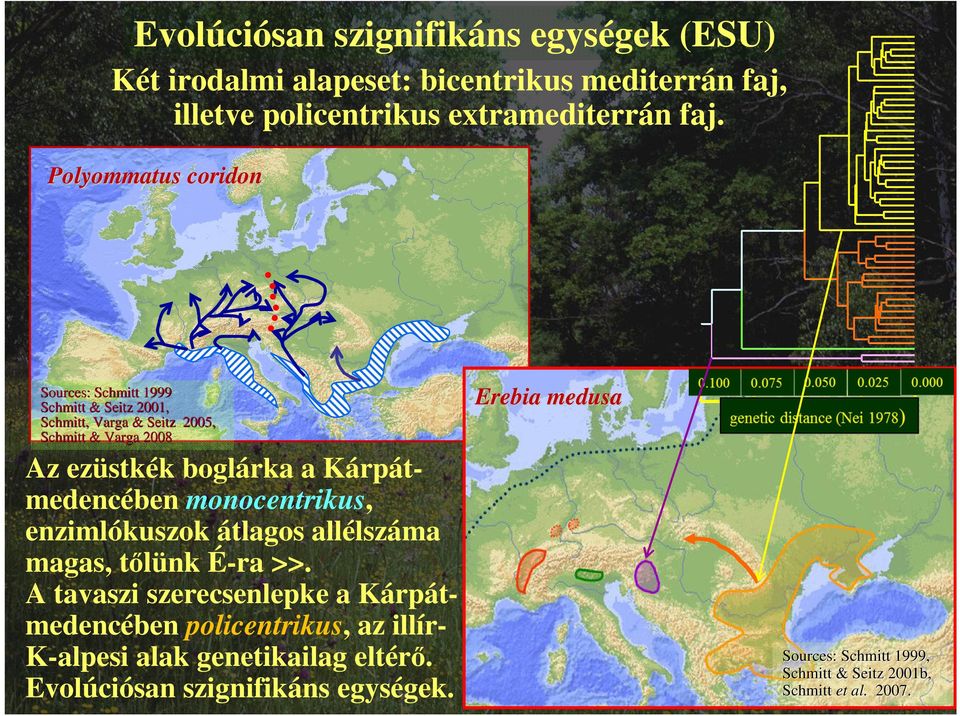 Kárpátmedencében monocentrikus, enzimlókuszok átlagos allélszáma magas, tőlünk É-ra >>.