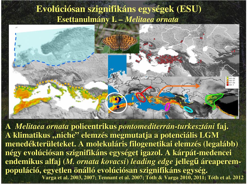 A molekuláris filogenetikai elemzés s (legalább) négy evolúci ciósan szignifikáns ns egységet get igazol. A kárpk rpát-medencei endemikus alfaj (M.