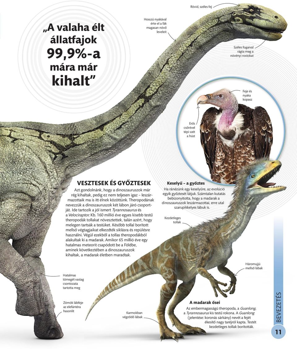 Theropodának nevezzük a dinoszauruszok két lábon járó csoportját. Ide tartozik a jól ismert Tyrannosaurus és a Velociraptor. Kb.