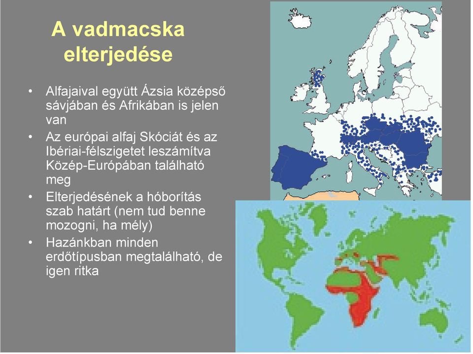 Közép-Európában található meg Elterjedésének a hóborítás szab határt (nem tud