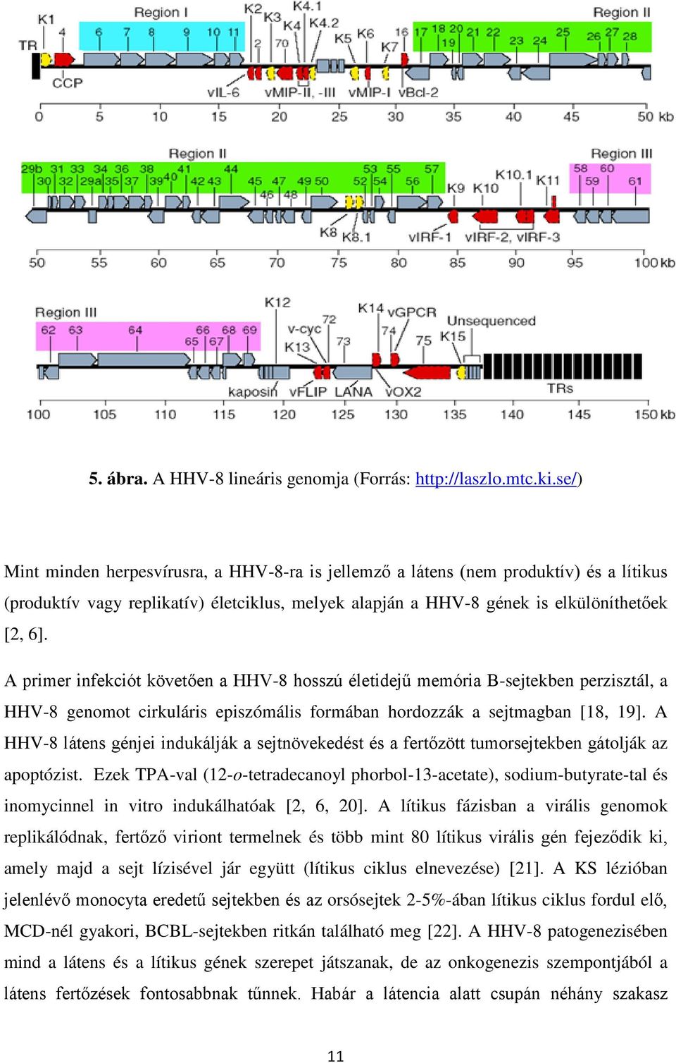 A primer infekciót követően a HHV-8 hosszú életidejű memória B-sejtekben perzisztál, a HHV-8 genomot cirkuláris episzómális formában hordozzák a sejtmagban [18, 19].