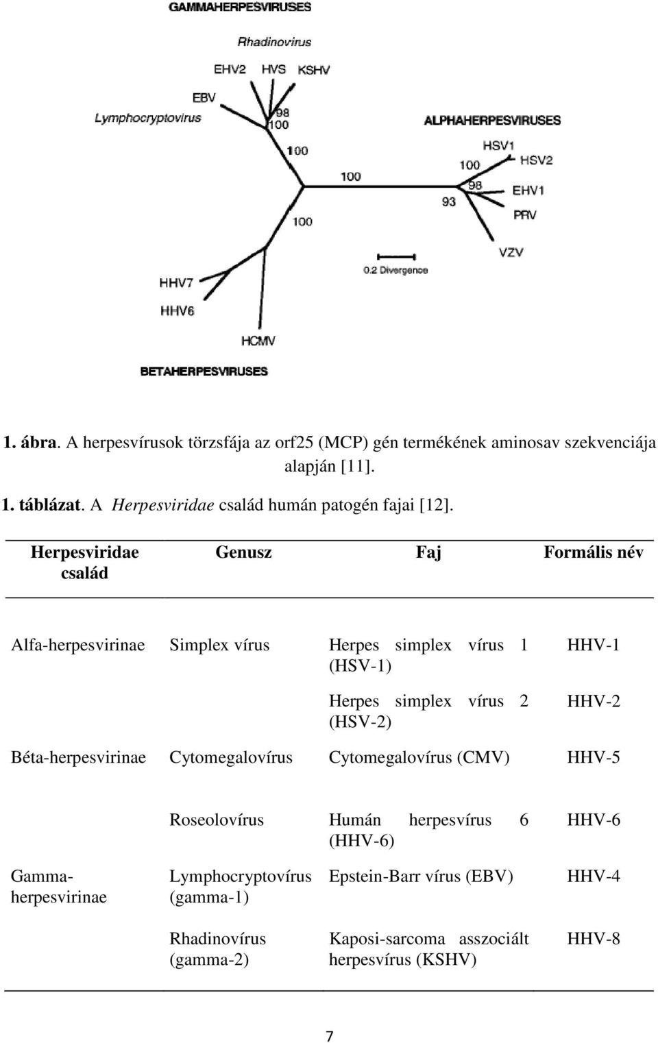 Herpesviridae család Genusz Faj Formális név Alfa-herpesvirinae Simplex vírus Herpes simplex vírus 1 (HSV-1) Herpes simplex vírus 2 (HSV-2)