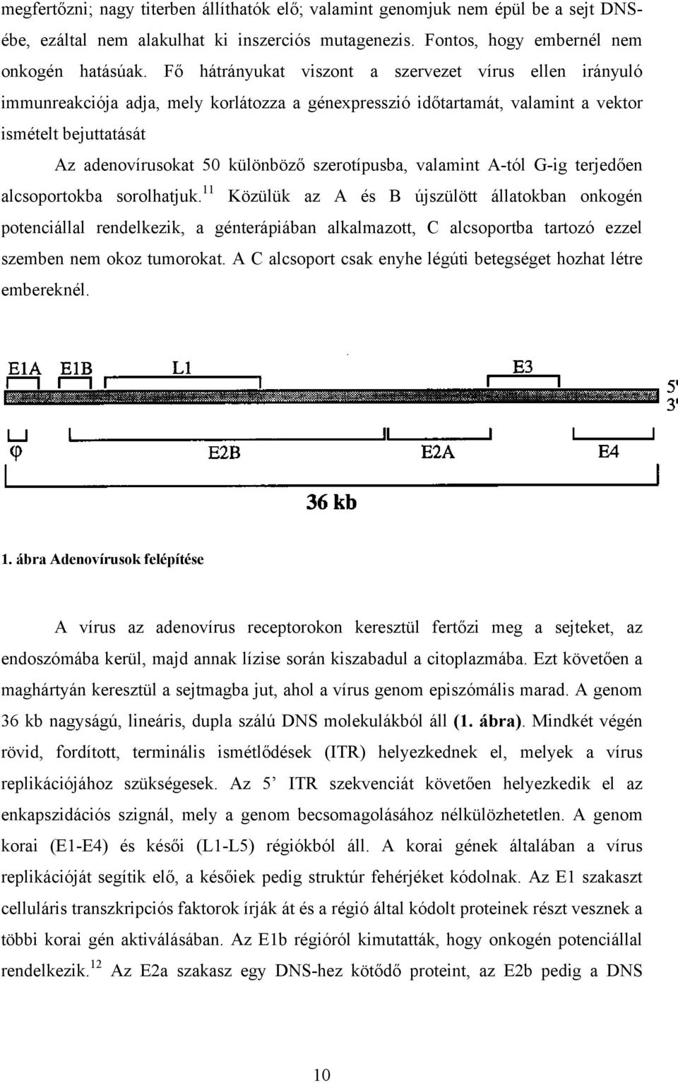 szerotípusba, valamint A-tól G-ig terjedően alcsoportokba sorolhatjuk.