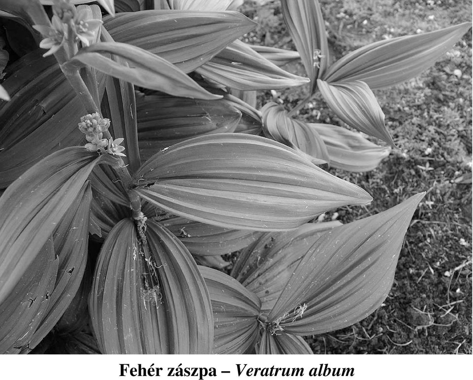 Veratrum