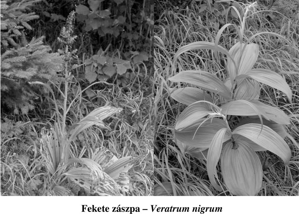 Veratrum