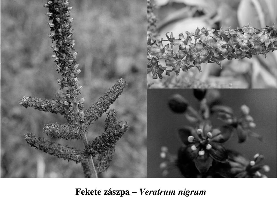 Veratrum